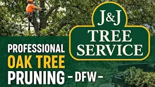 Mature Oak Tree Pruning in DFW | J&J Professional Tree Service