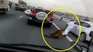 10 Shocking Animal Attack Stories