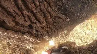 HOW TO CUT WALNUT TREES LIKE A PRO! GET MORE MONEY FOR YOUR TREES