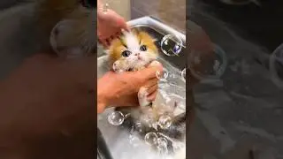 When Bath Time Is Actually CUTE! #shorts #cute #kitten