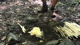 Green wood split wood fire