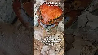 почему лягушки-помидоры такие аккуратные
