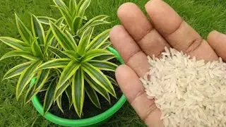 Use rice water for any plants as natural fertilizer | Free homemade fertilizer!