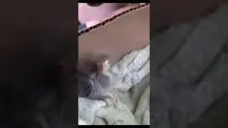 Say hello! #meme #funny #tiktok #youtube #jumpscare #memes #crazy #bird #small #chick