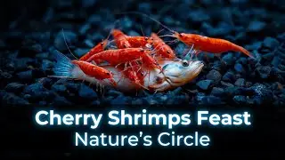 Aquascaping - Cherry Shrimps in Action 