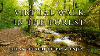 Slovenska Bistrica | Slovenia | Bistrica vintgar | 4K Nature | Walking Deep Forest | River