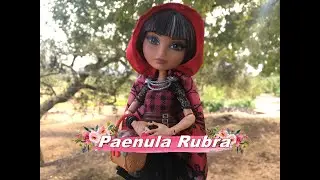 Paenula Rubra- El cuento de la Caperucita Roja