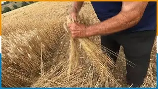 MORROVALLE: FESTA DELLA TREBBIATURA AL 