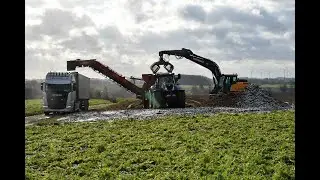 Chargement des chicorées  a la grue et une décroteuse Holmer RRL200
