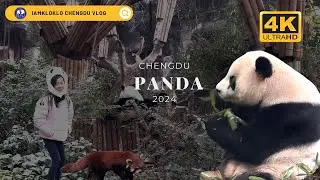 🐼 Chengdu Research Base of Giant Panda Breeding China Day Tour