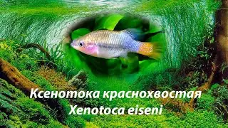 Ксенотока краснохвостая / Xenotoca eiseni