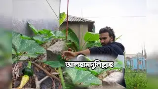 আলহামদুলিল্লাহ, গাছে অনেকগুলো মিষ্টি কুমড়া ধরেছে | 