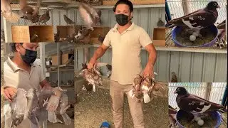Pigeon room change #pigeon #youtubevideo
