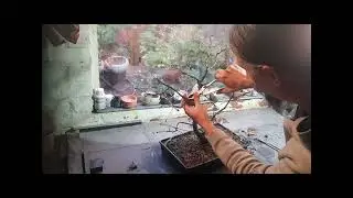 Twin trunk English Oak Bonsai first styling