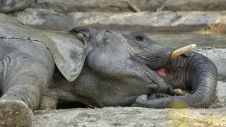 Animals that actually Grief and mourn their dead fellows🤯