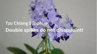 Double Spikes: Phal. Tzu Chiang Sapphire Does Not Disappoint! | Orchid Care Tips