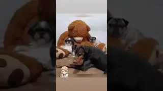 Cute Dogs - Photo Time with Doberman Shih Tzu and Pug   #shorts