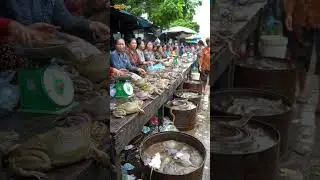 Unreal Asian Street Market: Giant Frogs, Snakes, Turtles & Rats for Sale