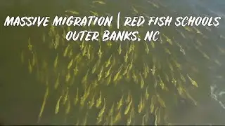 MASSIVE Redfish Schools in Gin Clear Water | Ocracoke, NC