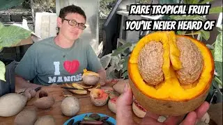 Mammea Americana – The Amazing Tropical Fruit You’ve Never Tried