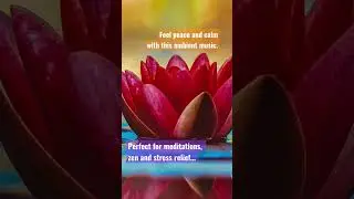 Lotusborn - Inspiring Meditation Nature Timelapse | 3 Hours Free Ambient Music for Mediataion & Yoga