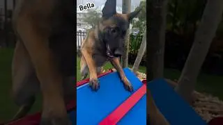 Bella Malinois dog training 6 #belgianmalinois #dog