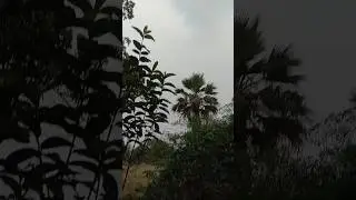 #hindisong #songs #hindi #shorts #reels #ytshorts #nature #weather 🦚🦚❤️❤️🌍🌍