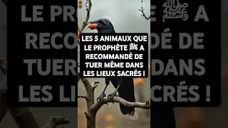 LES 5 ANIMAUX QUE LE PROPH&Egrave;TE ﷺ A RECOMMAND&Eacute; DE TUER M&Ecirc;ME DANS LES LIEUX SACR&Eacute;S ! #shorts #islam