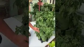 The Best Thing To Grow In Your Vertical Garden!