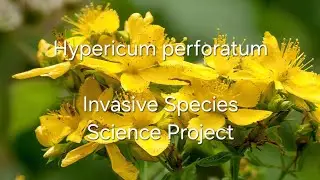 Hypericum perforatum, commonly known as St. John&rsquo;s Wort (Science Invasive Species Project)