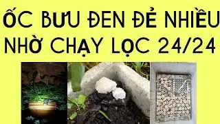 Vệ sinh hệ thống lọc. Kích thích ốc đẻ
