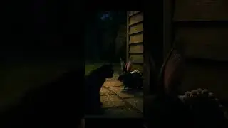 Cat Meets Wild Animal Family | Cat vs. Mysterious Night Visitor&hellip; What Is That?! 🙀🌑 #cat #mystery