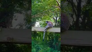 Ring tailed Lemur#travel #animals #londonzoo