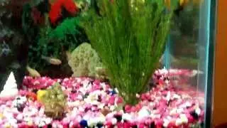 Sunken Helicopter 55 gallon