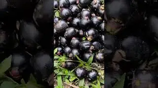 Fruto del Arrayan
