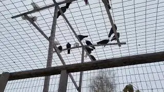 Белые - 2025г. Продажа