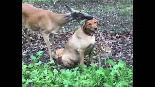 cats dogs deer animals nature wildlife Hiking camping glamping fyp... #Shorts #fun