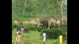 HATI elephant herd tea gardens near Malbazar