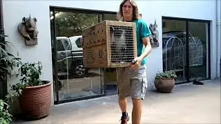 Elvis the Pelvis - Monkey Helpline Volunteer Project