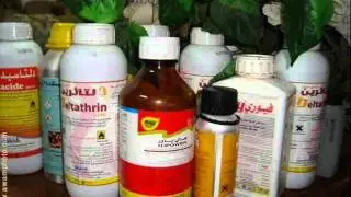 تقرير عن الطماطم الرامسي   العوامية