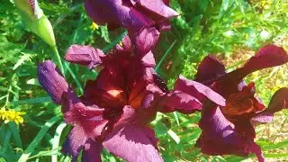 Reserve of Iris endemics, Netanya