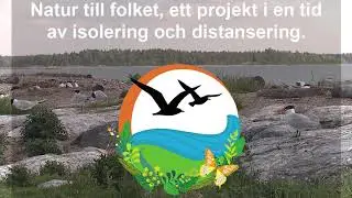Skräntärnor - Sveriges största tärna