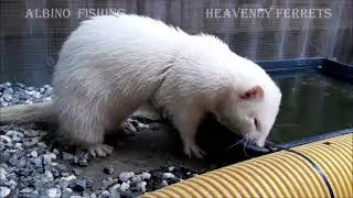 Albino fishing #64 - My best friend Norris - the story of his ferret life