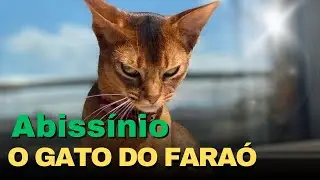 Abiss&iacute;nio: A Ra&ccedil;a de Gato Mais Antiga do Mundo