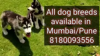 Puppies for sale in Pune and Mumbai | 8180093556 | Mumbai Pune Pet Market | Dog Sale Mumbai Pune
