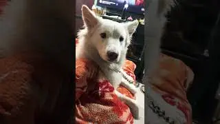 Pyara sa #bonjo #youtubeshorts #cute #love ❤️❤️❤️❤️