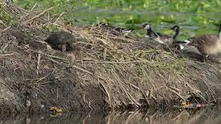 A North American Snapping Turtle looks for a place to lay her eggs in a northern USA Beaver lodge