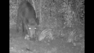 Will they survive? Late-born piglets Part 8
