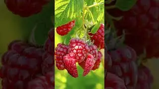 #strawberry #tamis##yummy #sort#video ##