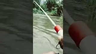 hampili tergoda dengan geolan Tinisu 3,5cm#shorts